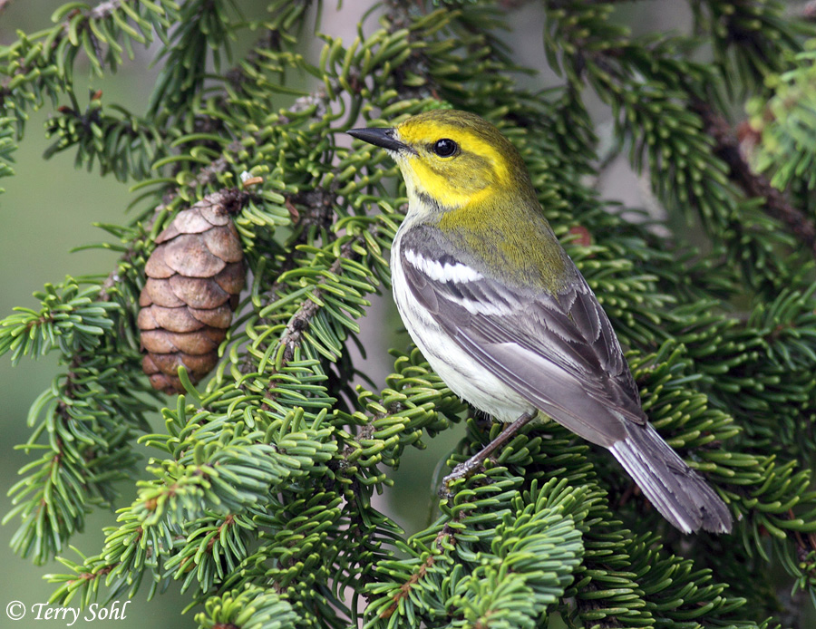 Black-throated Green Warbler - Setophaga virens