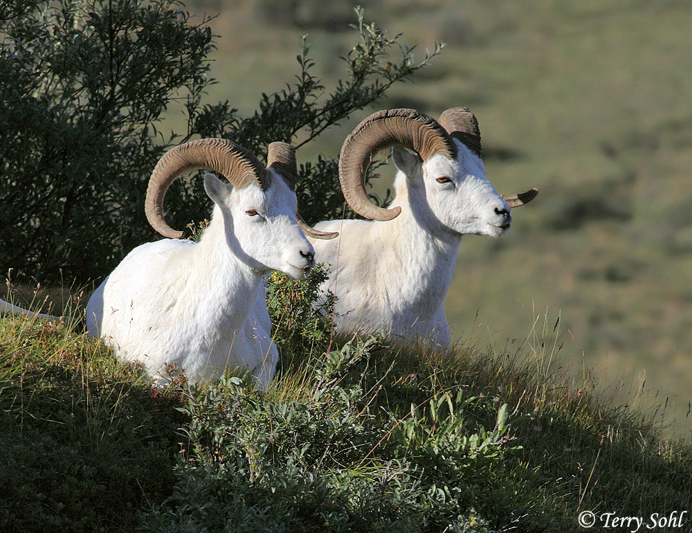 Dall Sheep - Ovis dalli