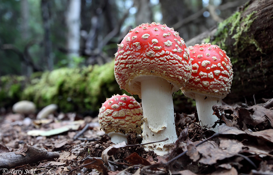 Fly Agaric Mushroom - Photograph