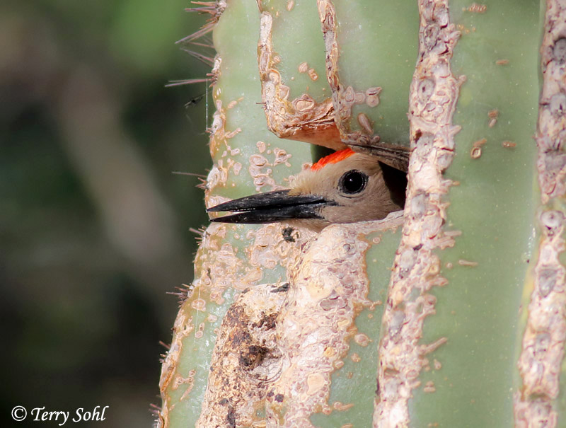 Gila Woodpecker - Melanerpes uropygialis