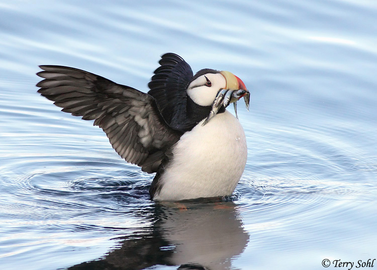 Horned Puffin - Fratercula corniculata