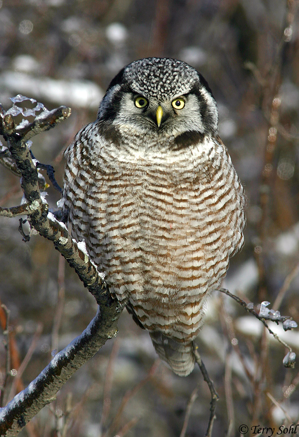 Northern Hawk Owl - Surnia ulula