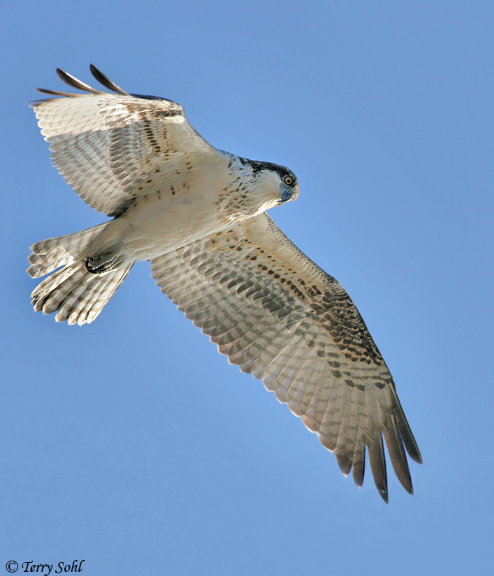 Osprey - Pandion haliaetus