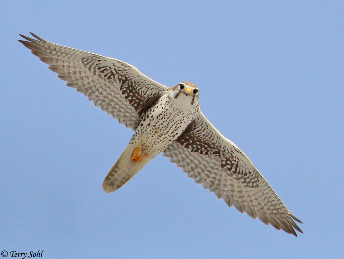 Prairie Falcon - Falco mexicanus