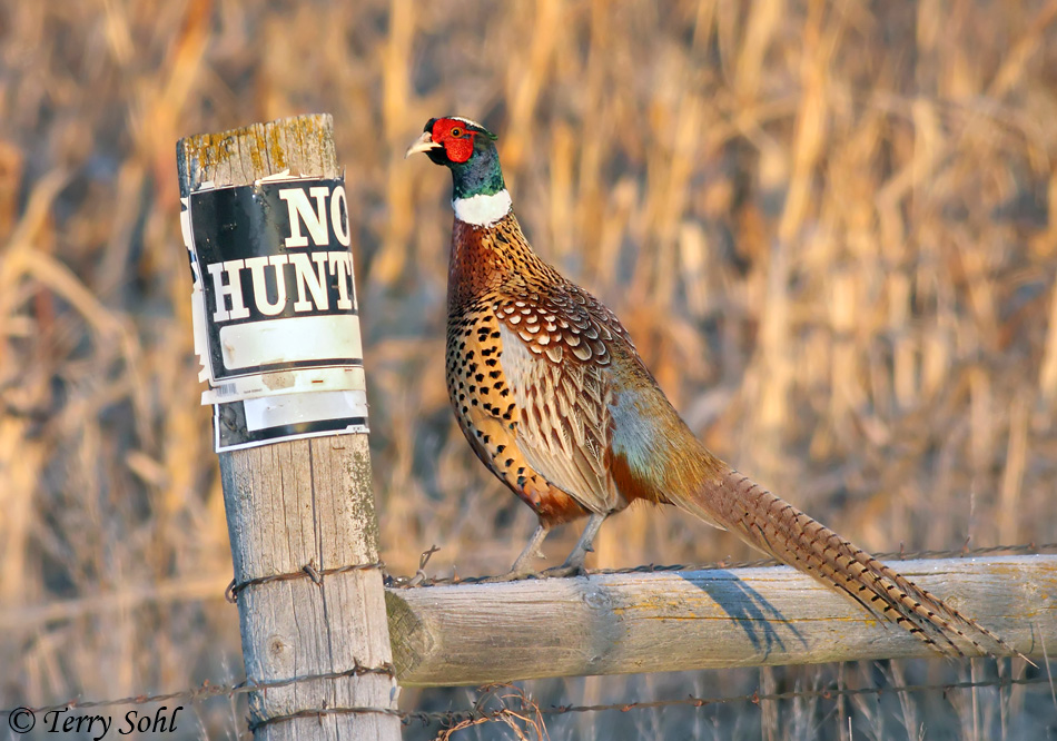 Ring-necked Pheasant - Phasianus colchicus