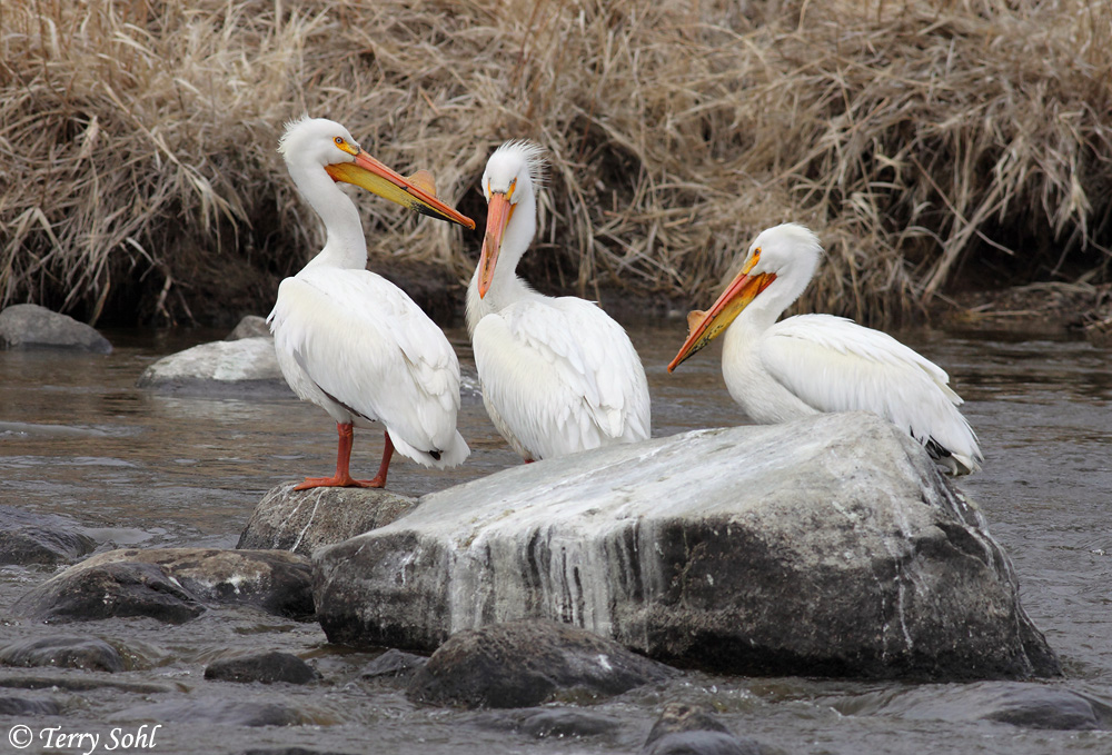 American White Pelican - Pelecanus erythrorhynchos