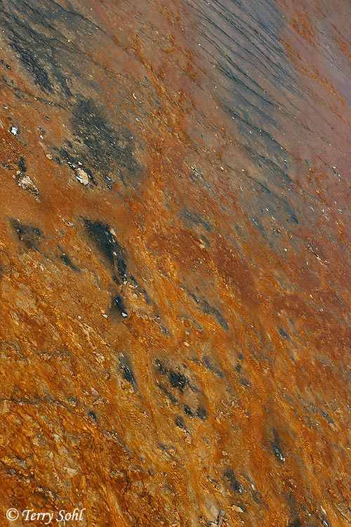 Bacterial Mat - Yellowstone