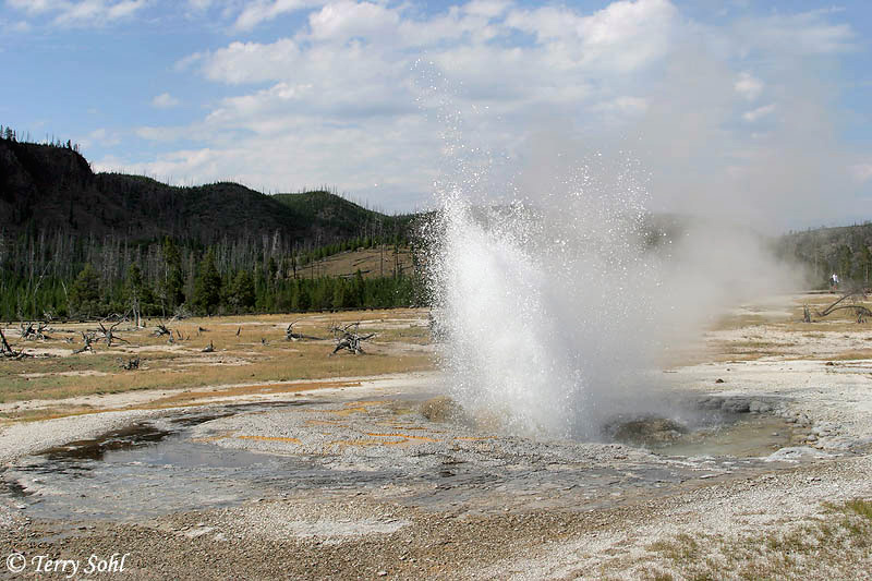 Jewel Geyser - Yellowstone