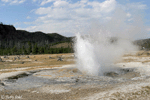 Jewel Geyser - Yellowstone