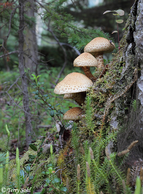 Mushroom Landscape #2