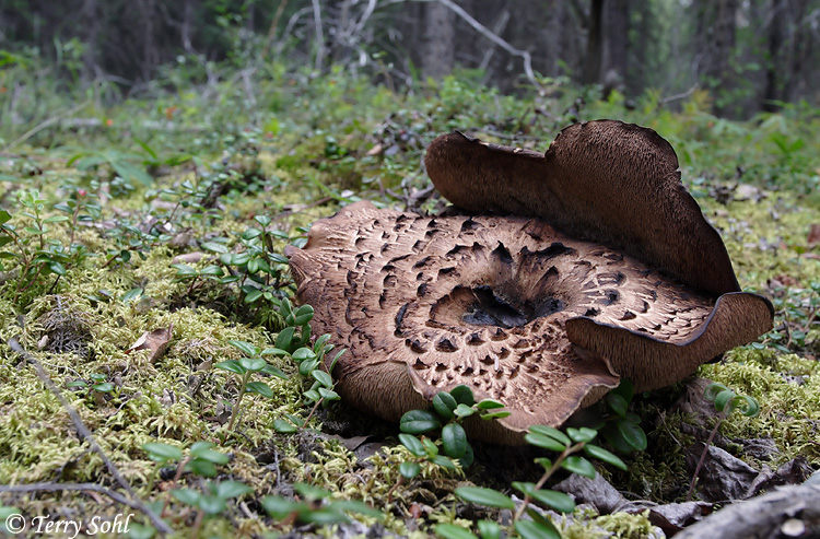 Mushroom Landscape #3