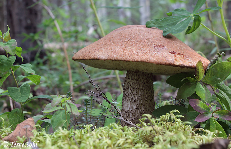 Mushroom Landscape #5