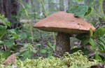 Mushroom Landscape 5
