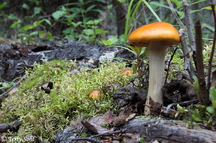 Mushroom Landscape #6