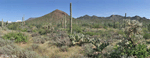 Saguaro National Park Landscape