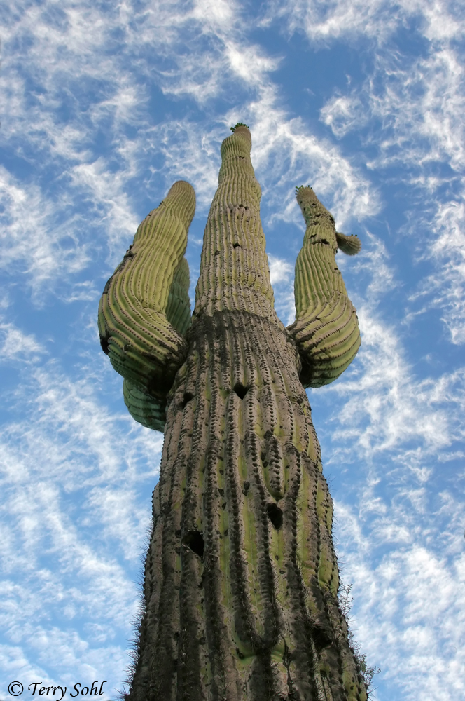 Saguaro Sky - Saguaro National Park, Arizona