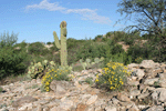 Sonoran Desert Landscape #1