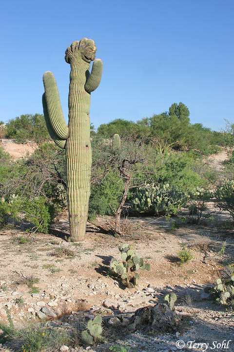 Sonoran Desert Landscape #2 - Cristate Saguaro