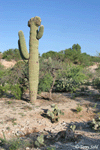 Sonoran Desert Landscape #2