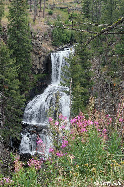 Fireweed at Undine Falls, Yellowstone