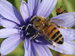 Honeybee - Apis genus