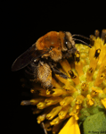 Long-horned Bee - Melissodes