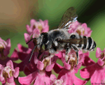 Leafcutter Bee - Megachile