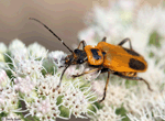Goldenrod Soldier Beetle - Chauliognathus pennsylvanicus