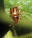 Leaf Beetle - Paria