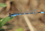 Damselfly - Coenagrionidae