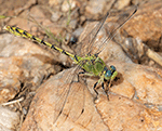 Pale Snaketail dragonfly - Ophiogomphus severus
