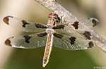 Twelve-spotted Skimmer - Libellula pulchella