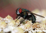 Blowfly species - Calliphoridae