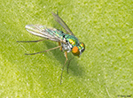 Condylostylus sipho - Long-legged Fly
