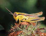 Spur-throated Grasshopper - Melanoplus