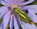 Short-horned Grasshopper - Melanoplus