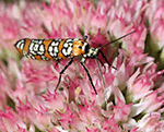 Ailanthus Webworm Moth - Atteva aurea