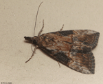 Green Cloverworm Moth - Hypena scabra