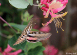 White-lined Sphinx moth - Hyles lineata