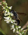 Grass-carrying Wasp - Isodontia