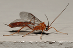 Ichneumon Wasp - Netelia genus