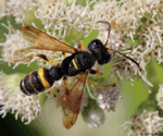 Cerceris fumipennis - Wasp