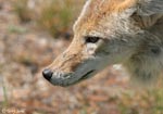 Coyote 10 - Canis latrans