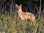 Coyote 17 - Canis latrans