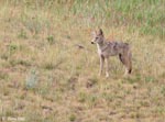 Coyote 1 - Canis latrans