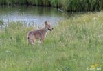Coyote 4 - Canis latrans