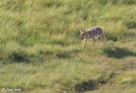Coyote 6 - Canis latrans