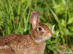 Eastern Cottontail Rabbit - Sylvilagus floridanus