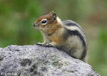 Golden-mantled Ground Squirrel - Callospermophilus lateralis