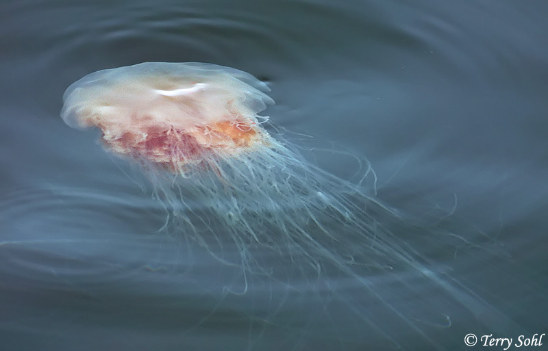 Lion's Mane Jellyfish - Cyanea capillata